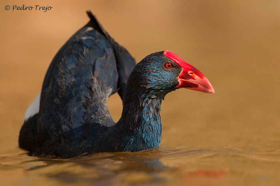 Calamón común (Porphyrio porphyrio)